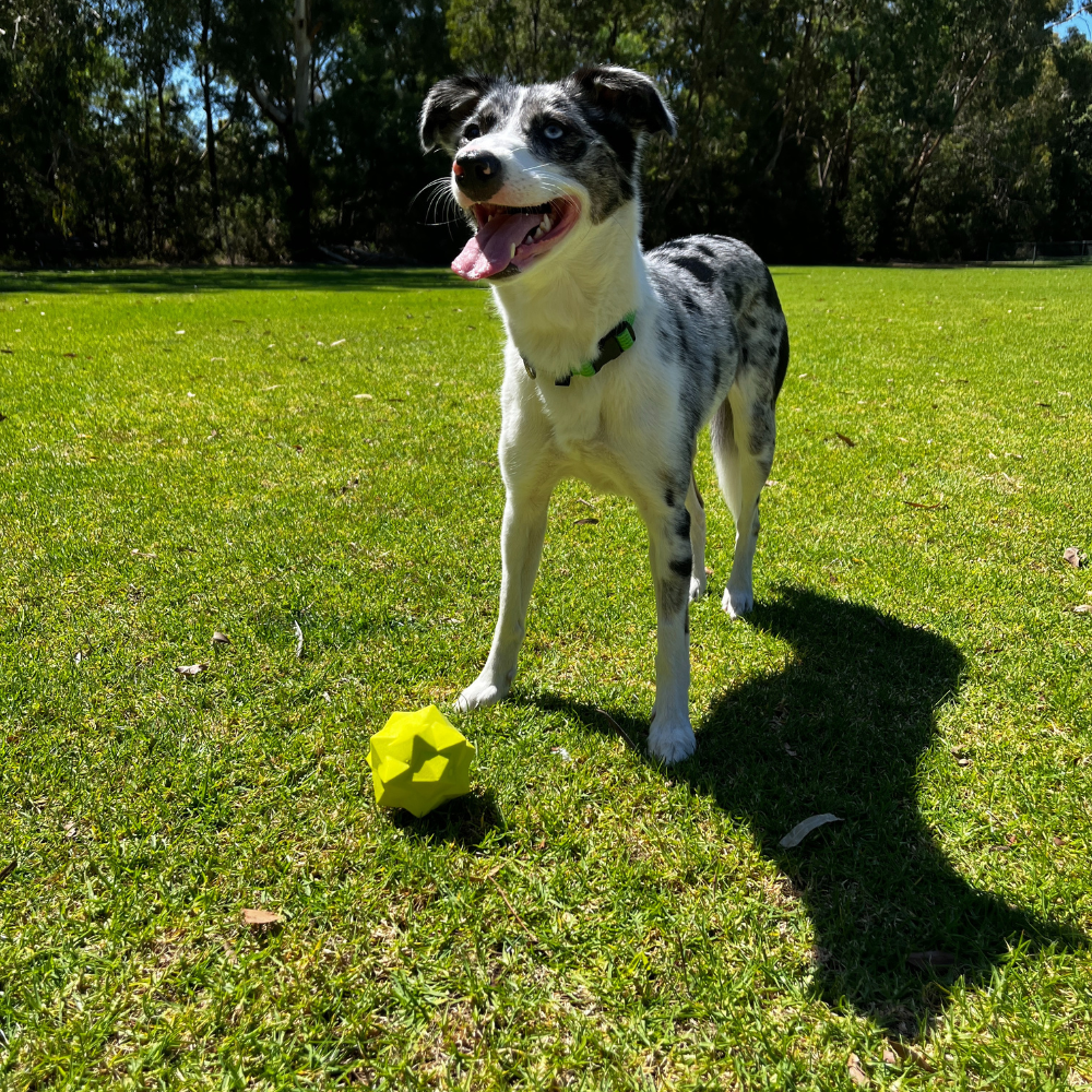 Green Monster Treat Ball – Interactive Glow-In-Dark Dog Toy