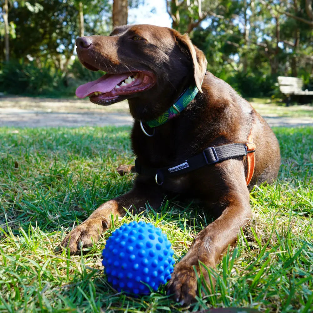 Aussie Dog Indestructible Blue Rubber Catch Ball for Active Dogs