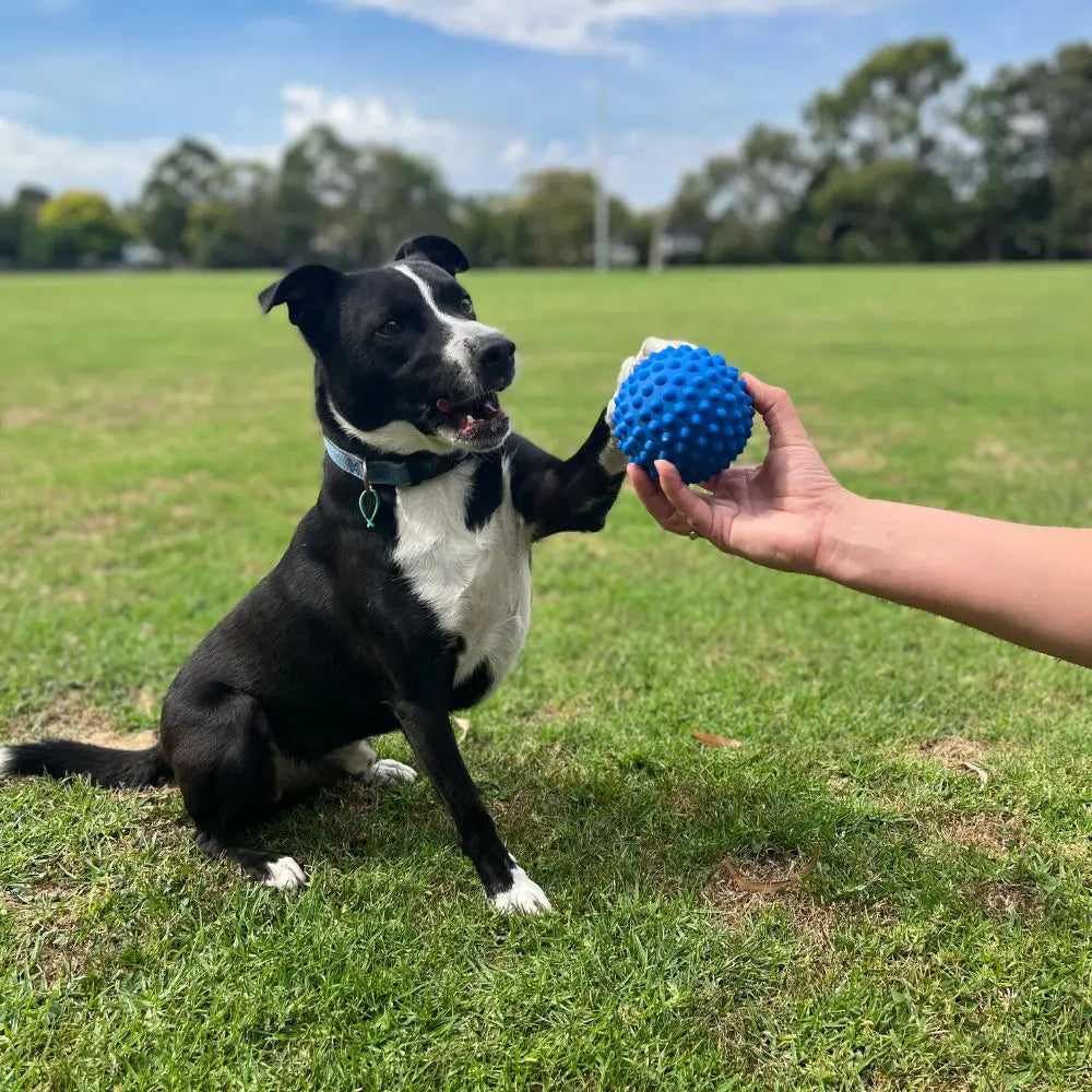 Aussie Dog Indestructible Blue Rubber Catch Ball for Active Dogs