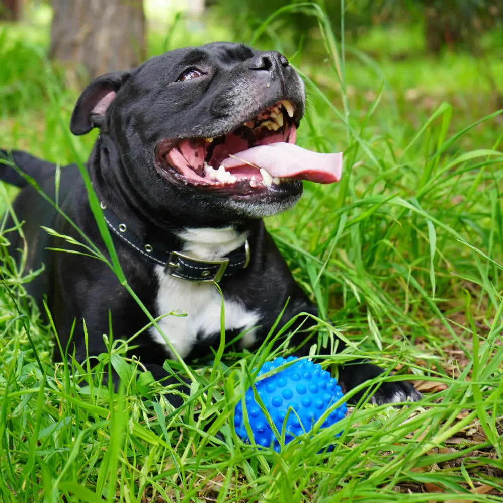 Aussie Dog Indestructible Blue Rubber Catch Ball for Active Dogs