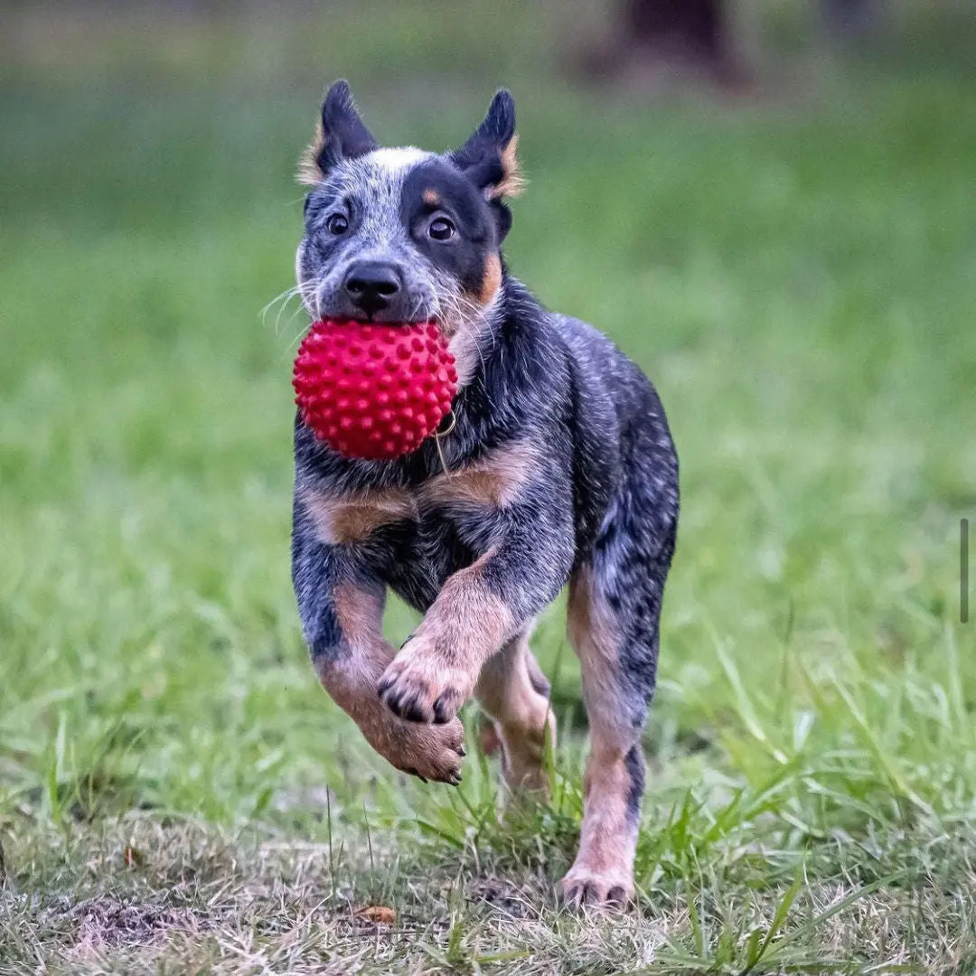 Ultimate Durable Red Catch Ball for Dogs, Interactive Fetch and Chew Toy