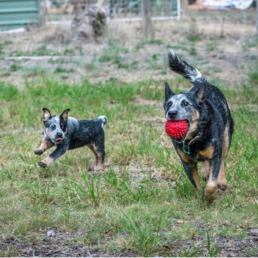 Ultimate Durable Red Catch Ball for Dogs, Interactive Fetch and Chew Toy