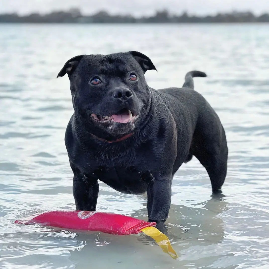 Ultimate Large Dog Fetch Toy with Squeaker, Durable and Floatable