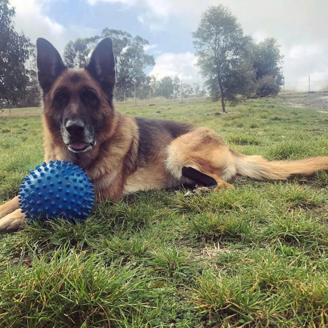 Aussie Dog Indestructible Large Blue Mitch Ball for Powerful Chewers