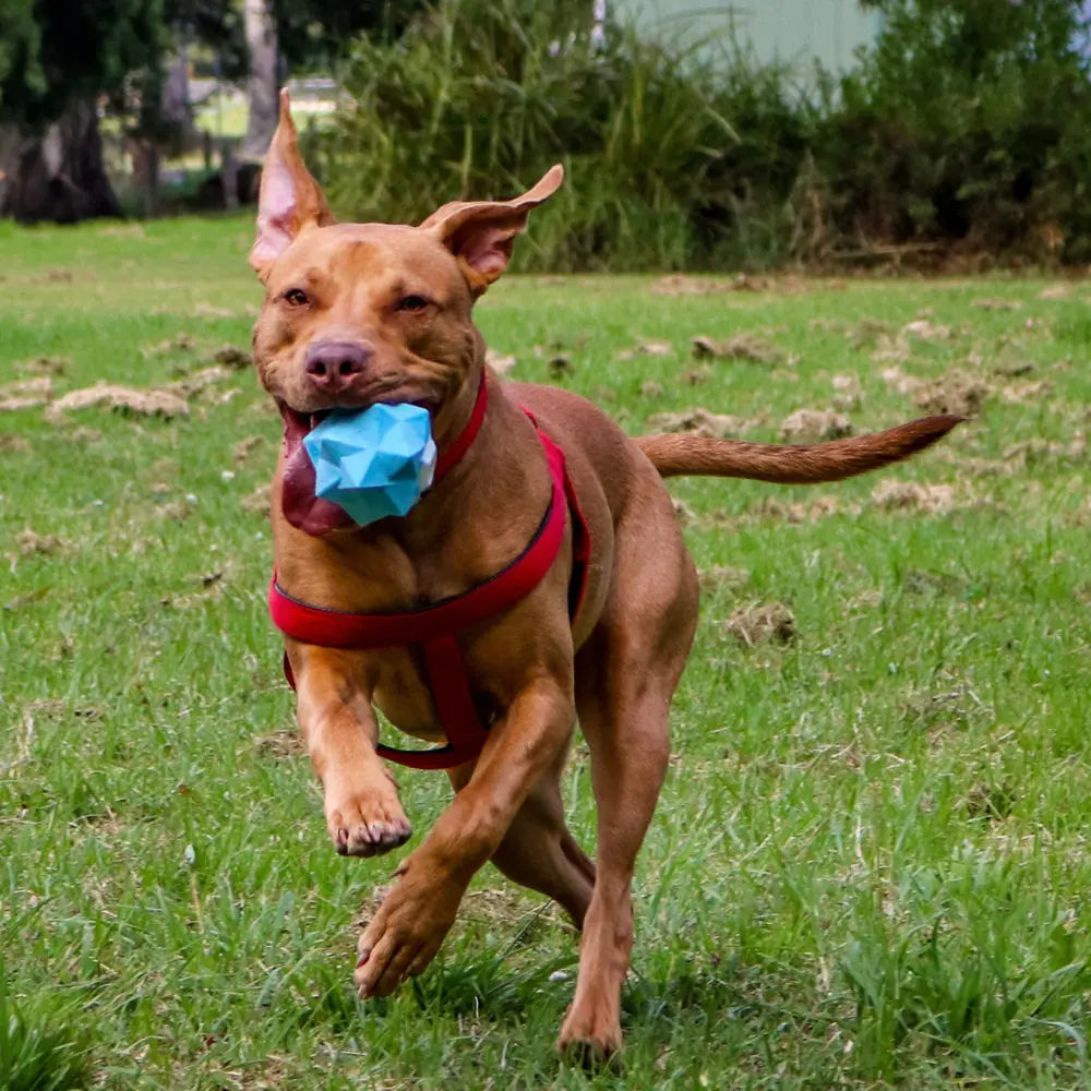 Ultimate Fun Blue Monster Treat Ball: Durable Interactive Dog Toy for Hours of Play