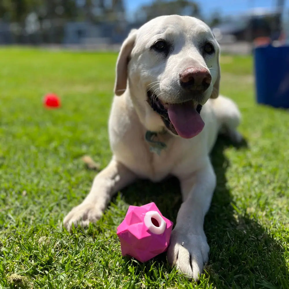 Monster Treat Ball: Durable Pink Rubber Dog Toy for Engaging Play & Treats
