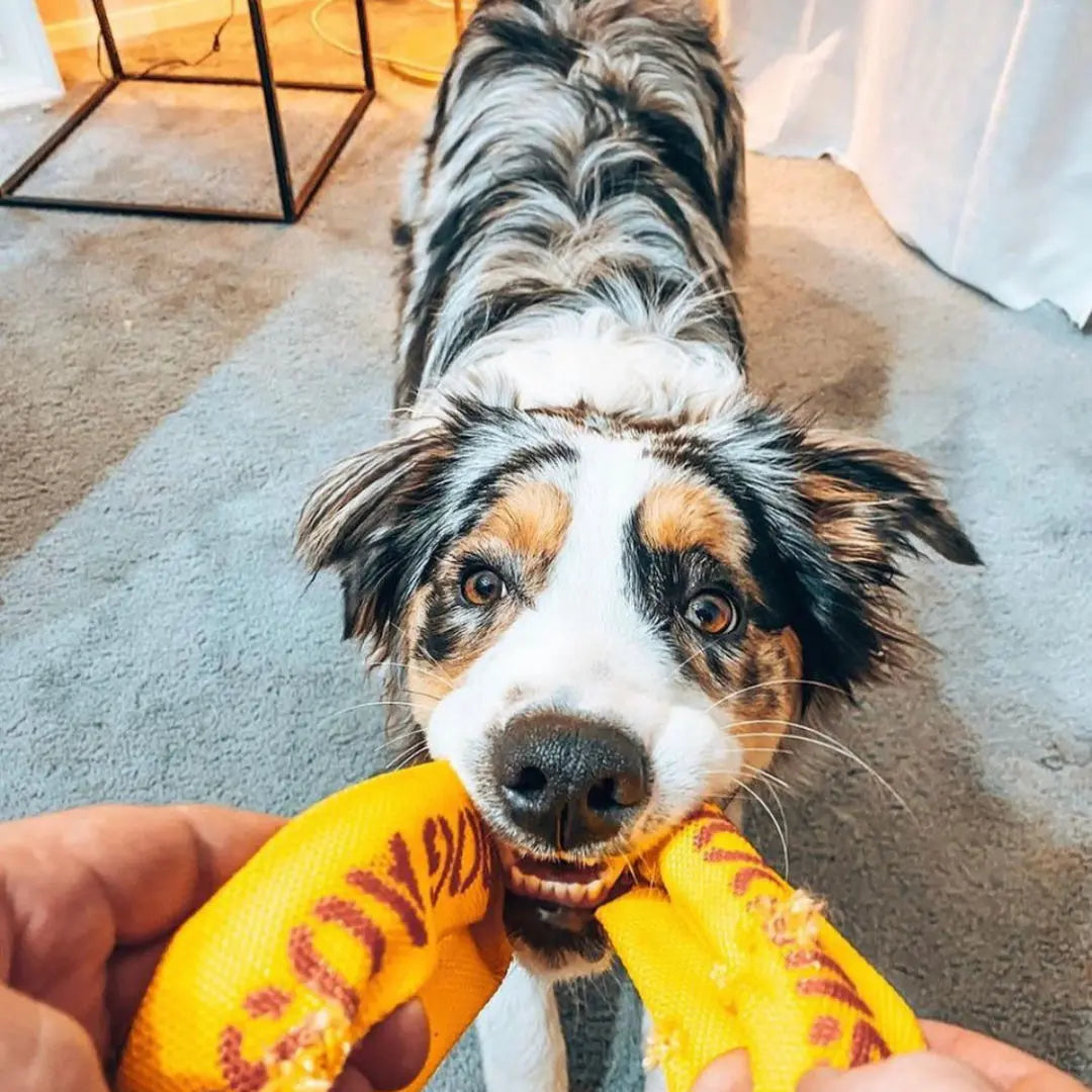 Durable Aussie Dog Tug Toy for Small Dogs - Interactive Fetch and Pull Play