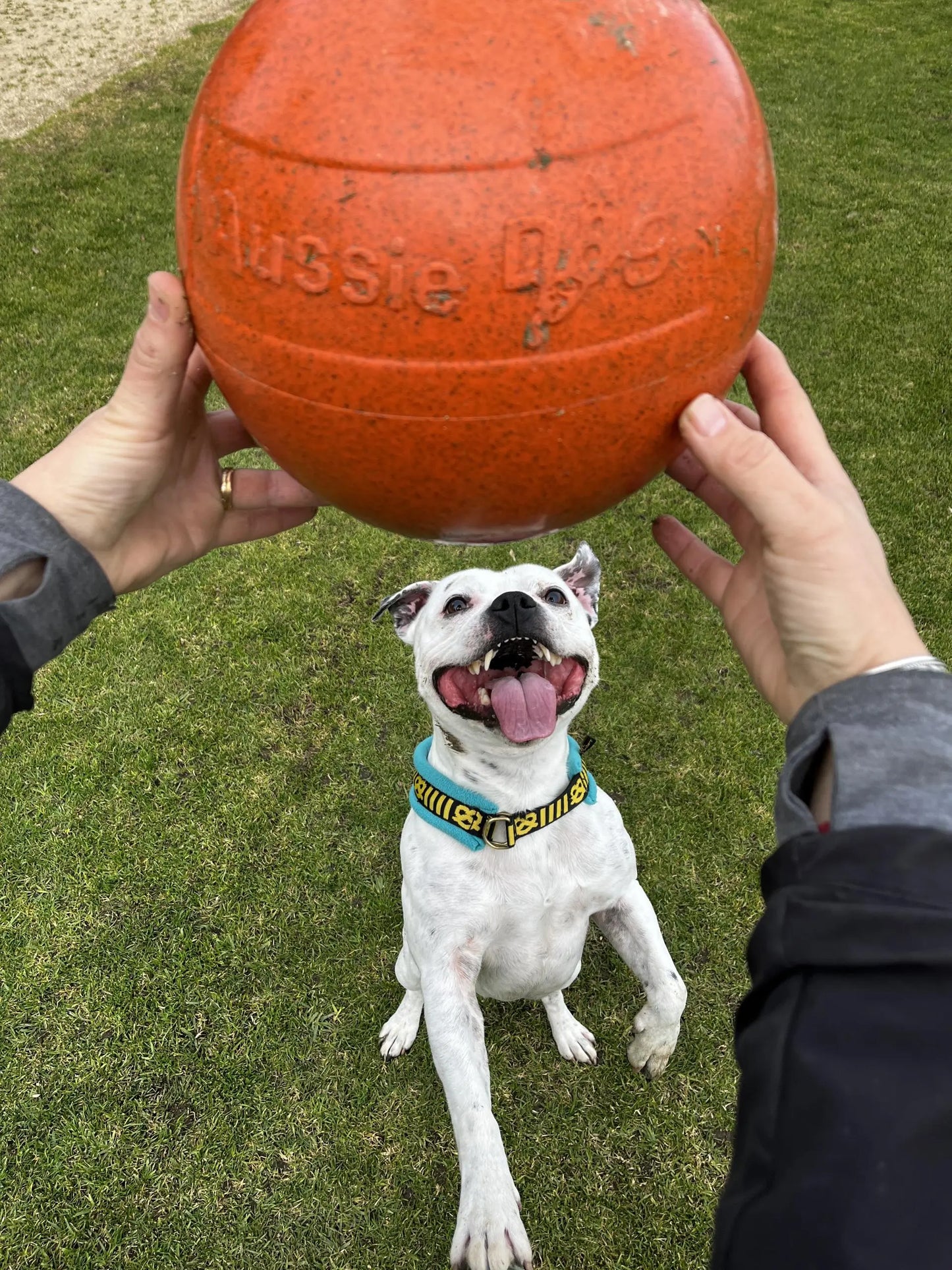 Ultra-Durable Staffie Dog Ball: Indestructible Chew Toy for Powerful Breeds