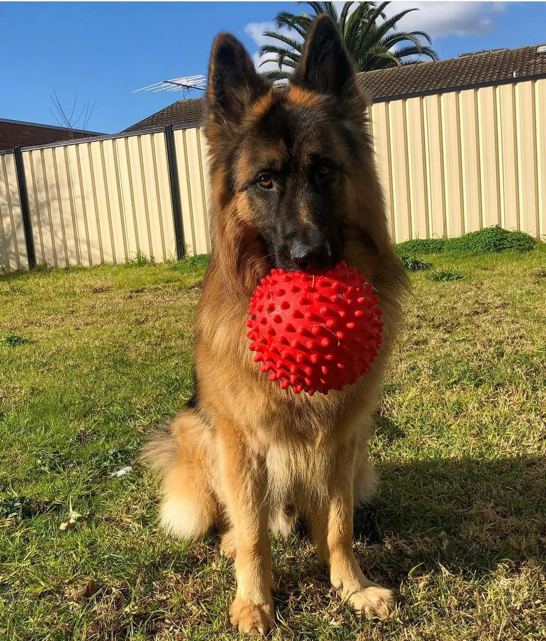 Ultimate Indestructible Red Mitch Ball for Dogs: Chew-Resistant, Durable Play