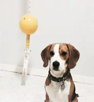 Aussie Dog Home Alone Small Interactive Play Toy for Solo Dogs