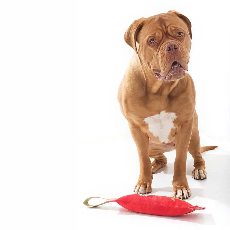 Ultimate Large Dog Fetch Toy with Squeaker, Durable and Floatable