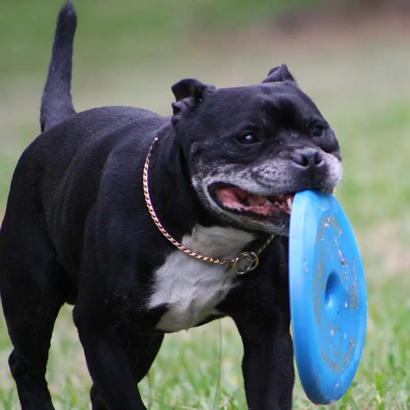 Durable Aussie Dog Blue 'Fly It' Disc for Active Canines, Chew-Resistant Fun