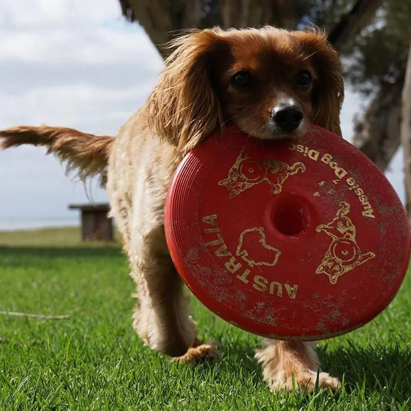 Ultimate Red Dog Flying Disc Toy: Durable, Chew-Resistant, Fun for Fetch