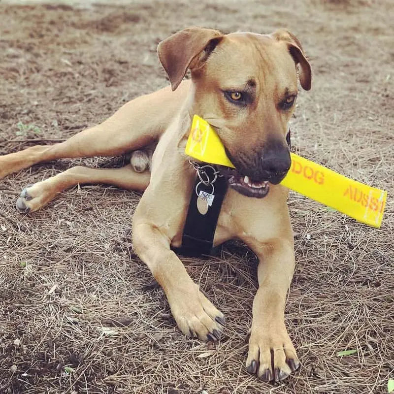 Ultimate Chew-Resistant Large Dog Toy: Durable, Safe, and Engaging Fetch Fun