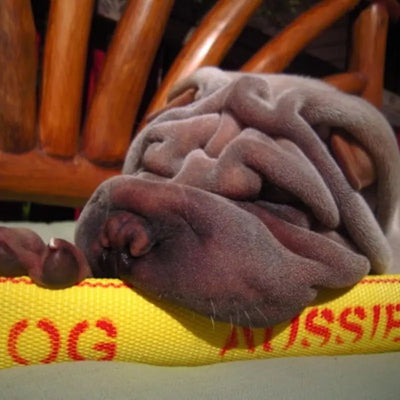 Ultimate Chew-Resistant Large Dog Toy: Durable, Safe, and Engaging Fetch Fun