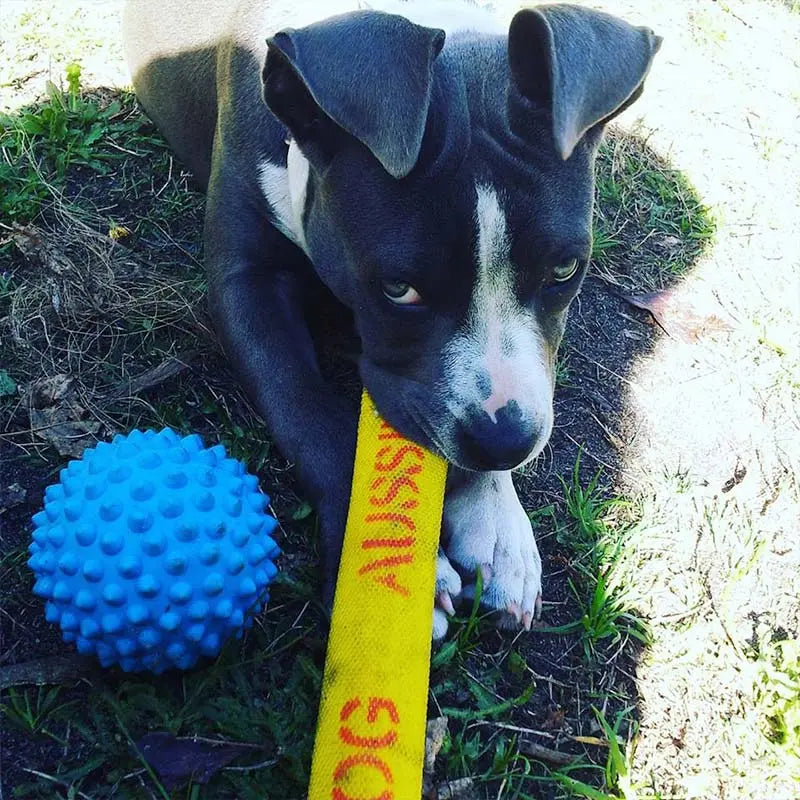 Ultimate Durable Chew Toy for Small Dogs: Interactive Aussie Dog Get-It