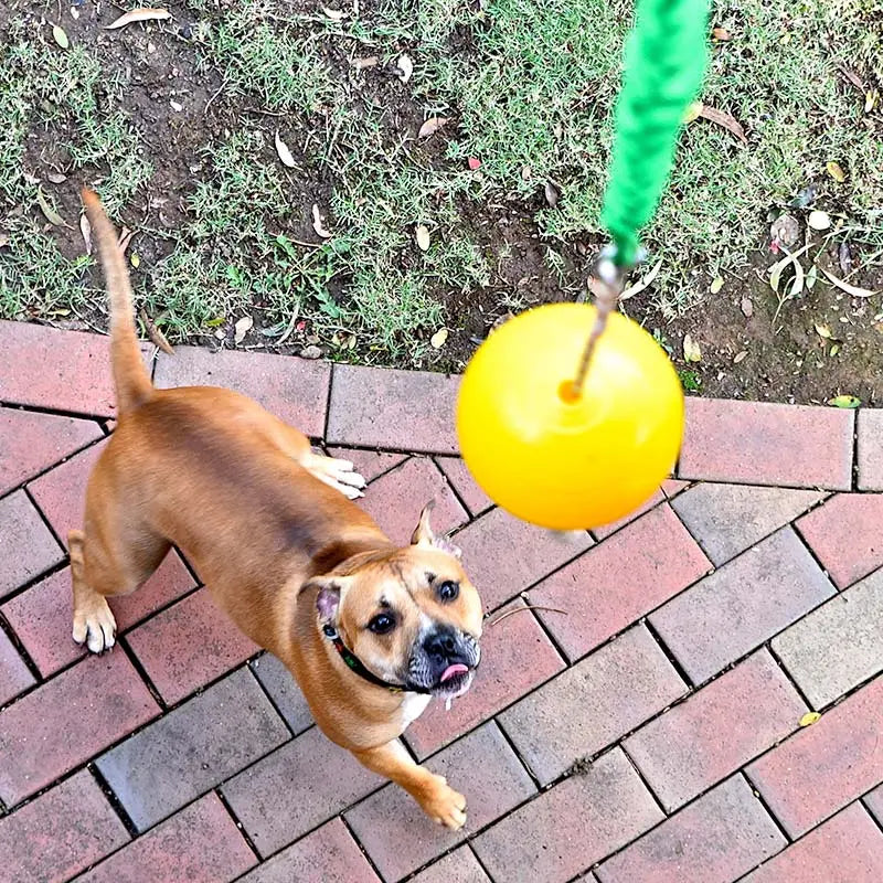 Aussie Dog Home Alone Medium Interactive Toy for Dogs - Durable & Engaging