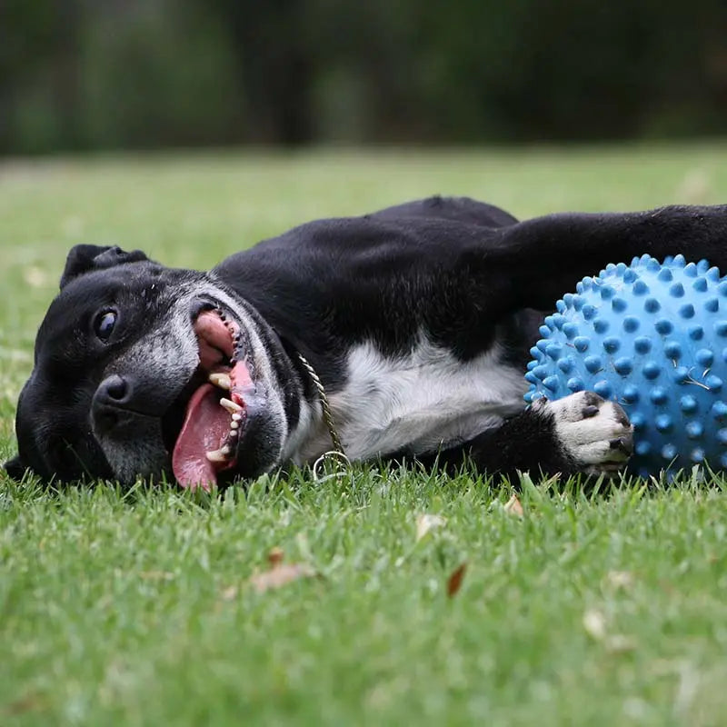 Aussie Dog Indestructible Large Blue Mitch Ball for Powerful Chewers