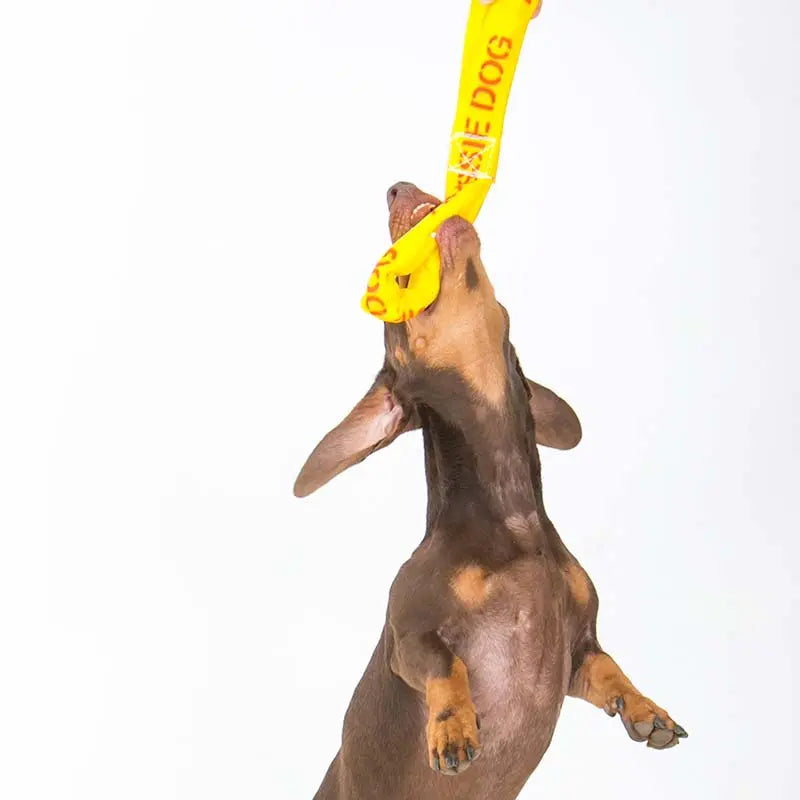 Durable Aussie Dog Tug Toy for Small Dogs - Interactive Fetch and Pull Play