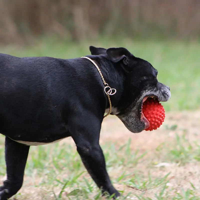 Aussie Dog Large Puppy Pack: Durable Chew Toys for Big Dog Breeds
