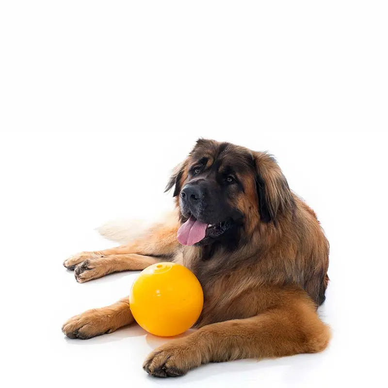 Aussie Dog Large Puppy Pack: Durable Chew Toys for Big Dog Breeds