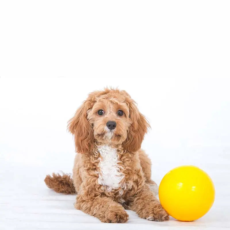 Aussie Dog Puppy Pack Medium: Durable Toys for Growing Medium Dogs