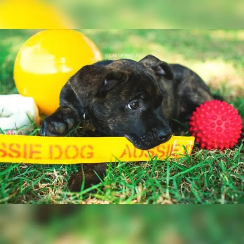 Aussie Dog Puppy Pack Medium: Durable Toys for Growing Medium Dogs