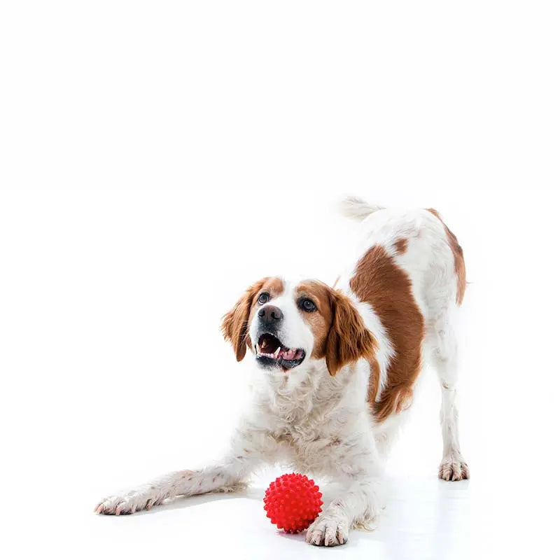 Aussie Dog Puppy Pack Medium: Durable Toys for Growing Medium Dogs