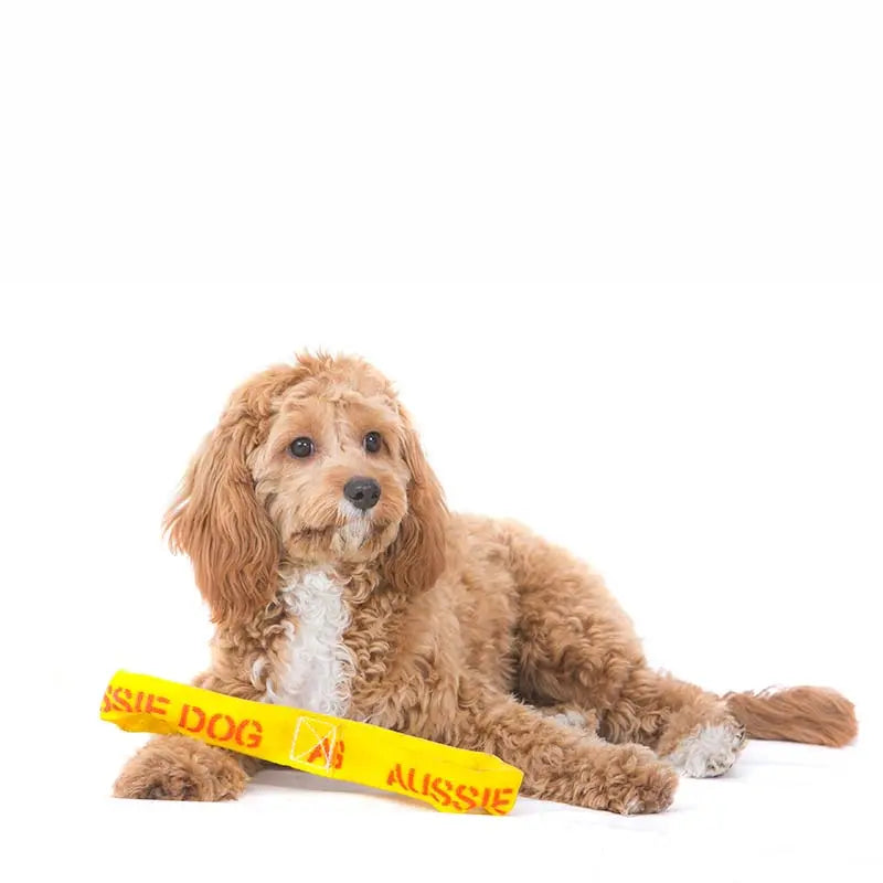 Aussie Dog Mini Puppy Pack: Essential Fun and Training Kit for Small Pups