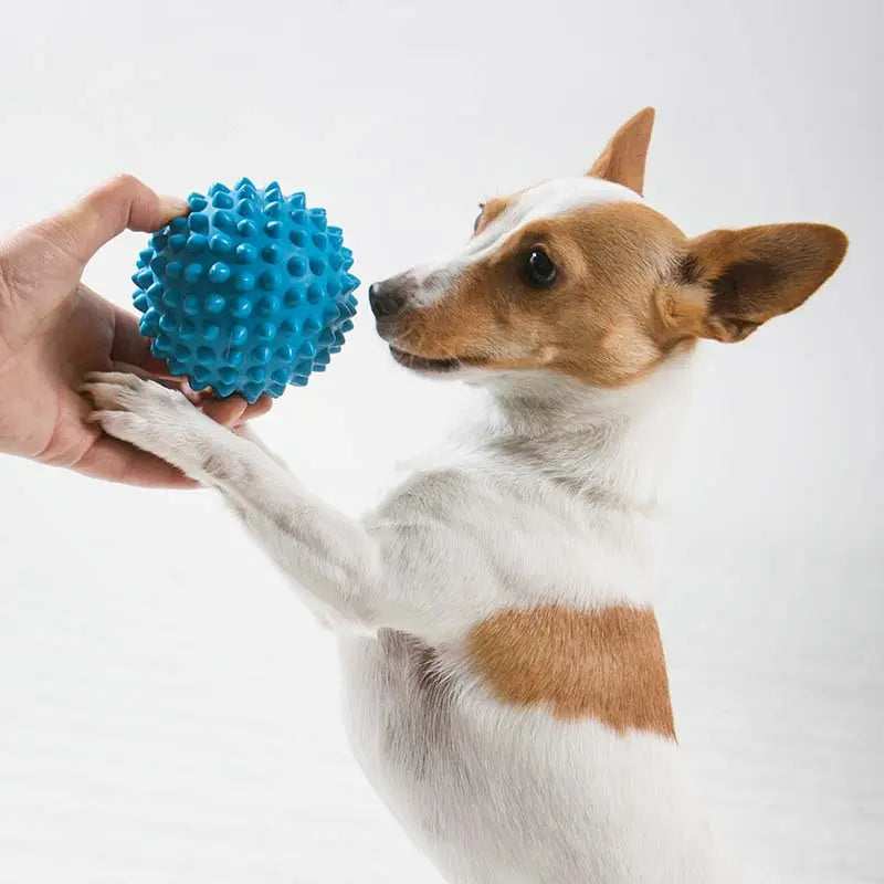 Aussie Dog Mini Puppy Pack: Essential Fun and Training Kit for Small Pups
