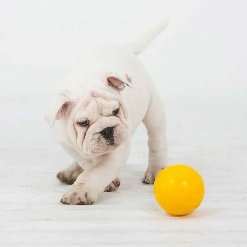 Aussie Dog Mini Puppy Pack: Essential Fun and Training Kit for Small Pups