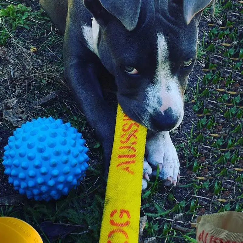 Aussie Dog Mini Puppy Pack: Essential Fun and Training Kit for Small Pups