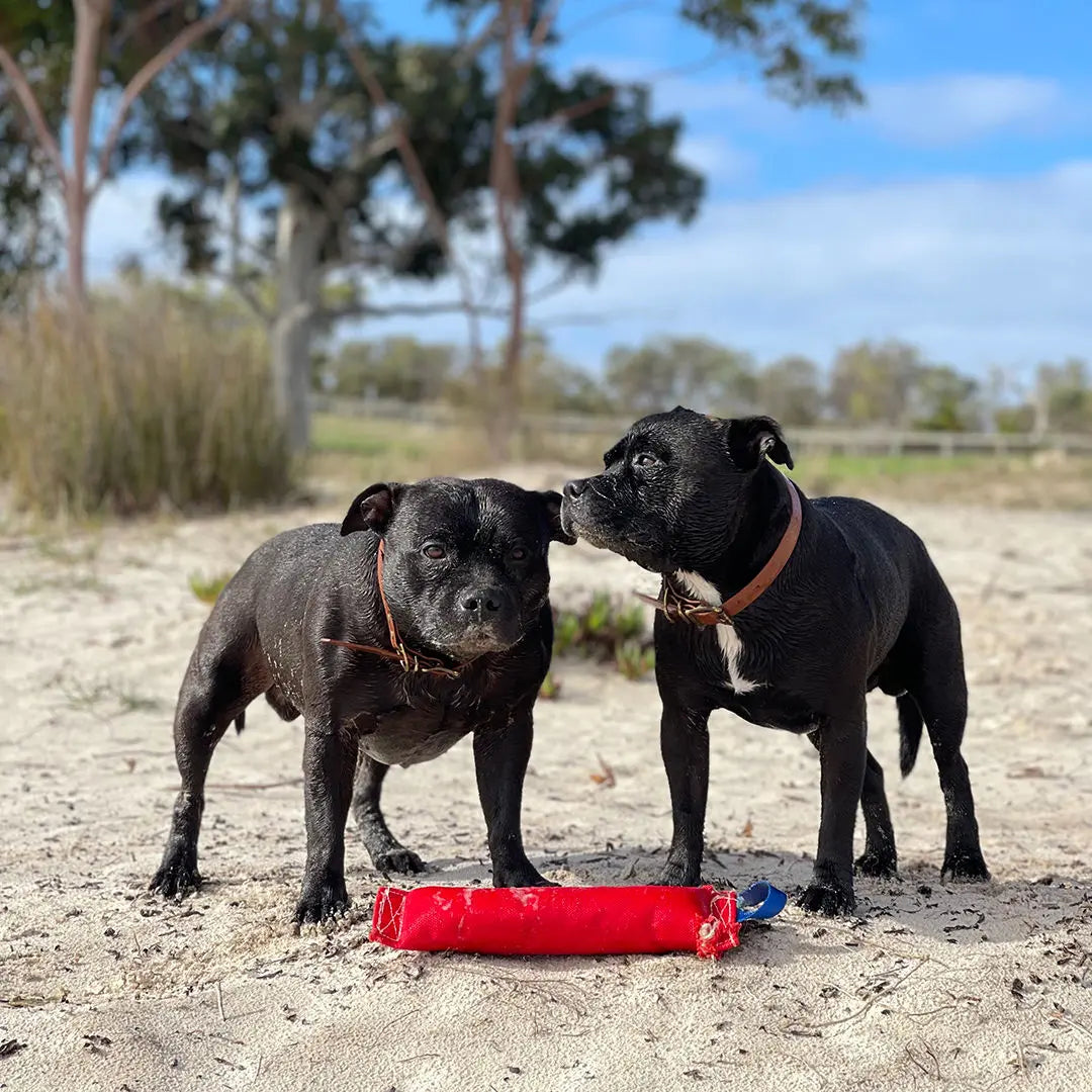 Ultimate Large Dog Fetch Toy with Squeaker, Durable and Floatable