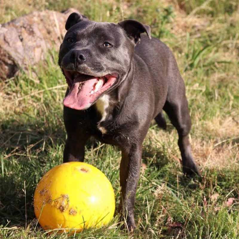 Aussie Dog Tucker Ball Large: Durable Treat Dispensing Dog Toy for Large Breeds