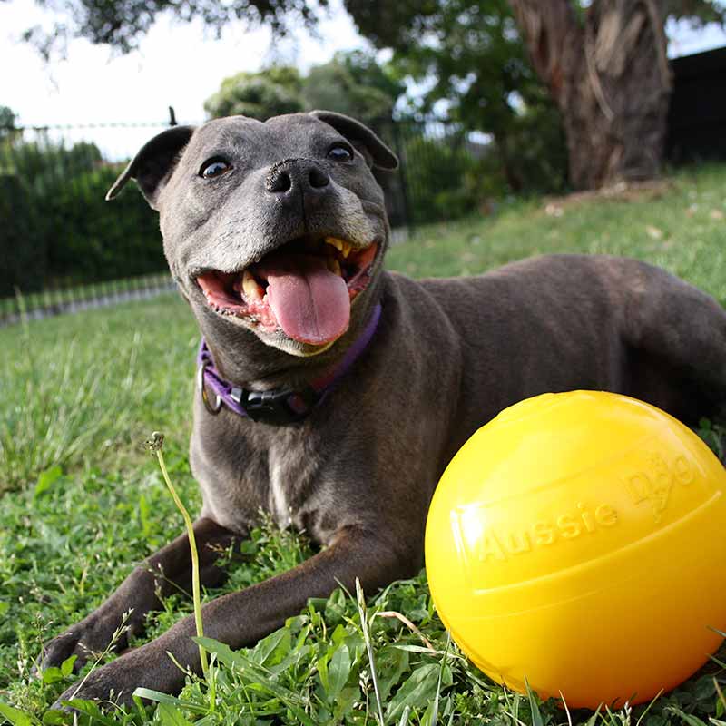 Medium Aussie Dog Tucker Ball Reward Toy for Engaging Play