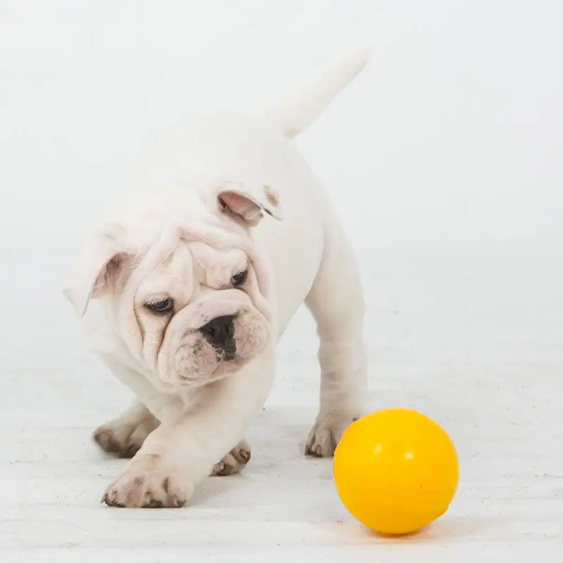 Aussie Dog Mini Tucker Ball: Durable, Treat Dispensing, Interactive Dog Toy