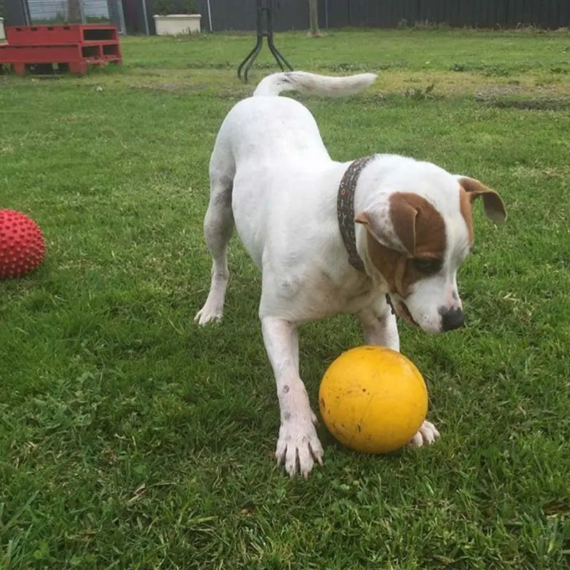 Ultimate Small Dog Tucker Ball: Durable Chew Toy for Interactive Play & Treats