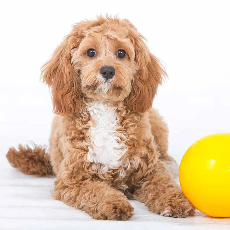 Ultimate Small Dog Tucker Ball: Durable Chew Toy for Interactive Play & Treats