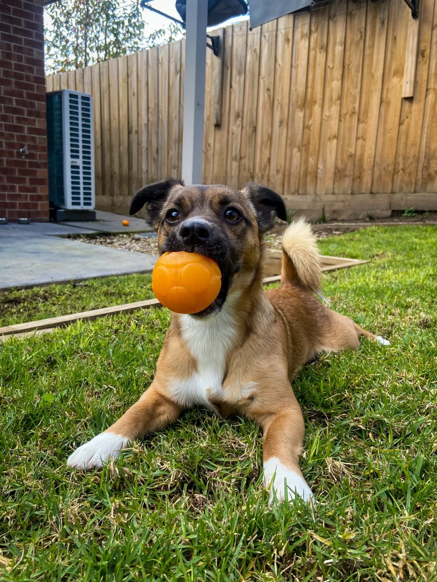 Interactive Treat Dispensing Dog Puzzle Ball for Mental Stimulation and Fun Play