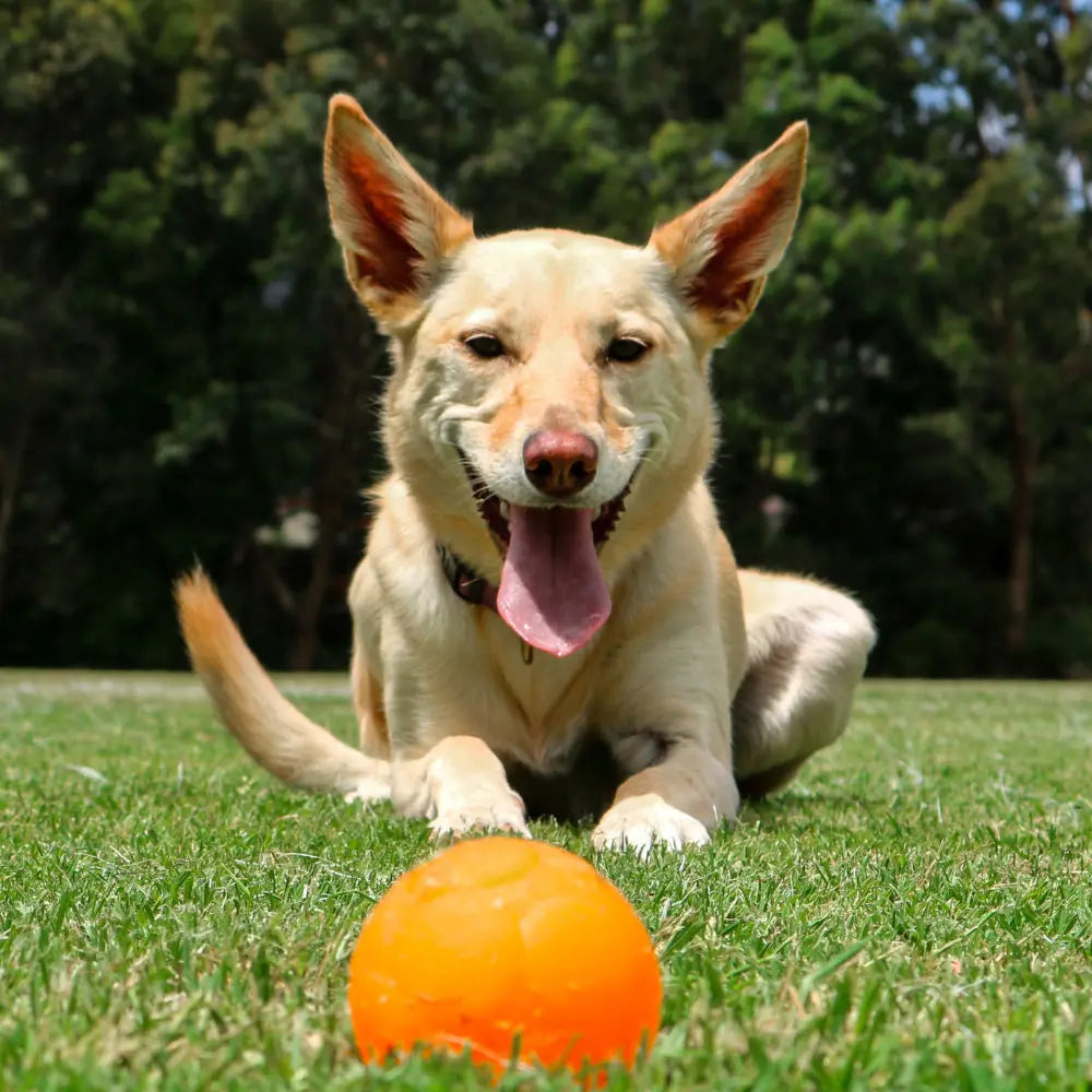 Durable Medium Puzzle Ball for Dogs - Engaging Treat Dispensing Fun Toy