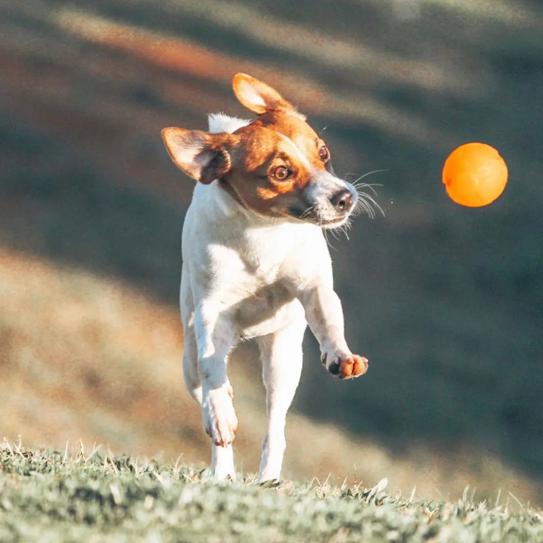Interactive Treat Dispensing Dog Puzzle Ball for Mental Stimulation and Fun Play