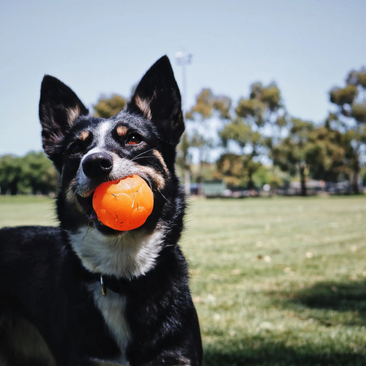 Durable Medium Puzzle Ball for Dogs - Engaging Treat Dispensing Fun Toy