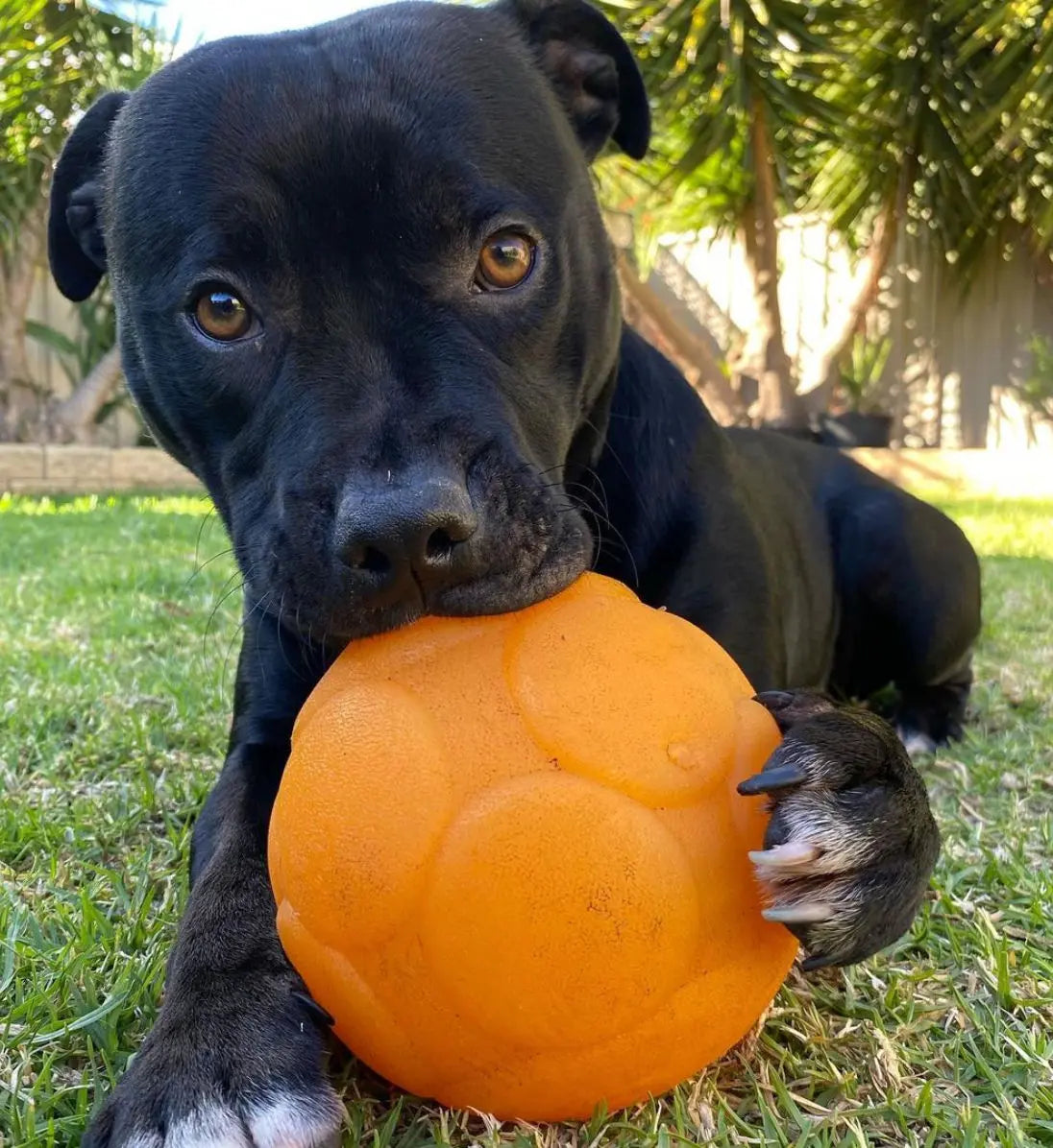 Large Buddy Ball: Durable Treat Dispensing Dog Toy for Engaging Play