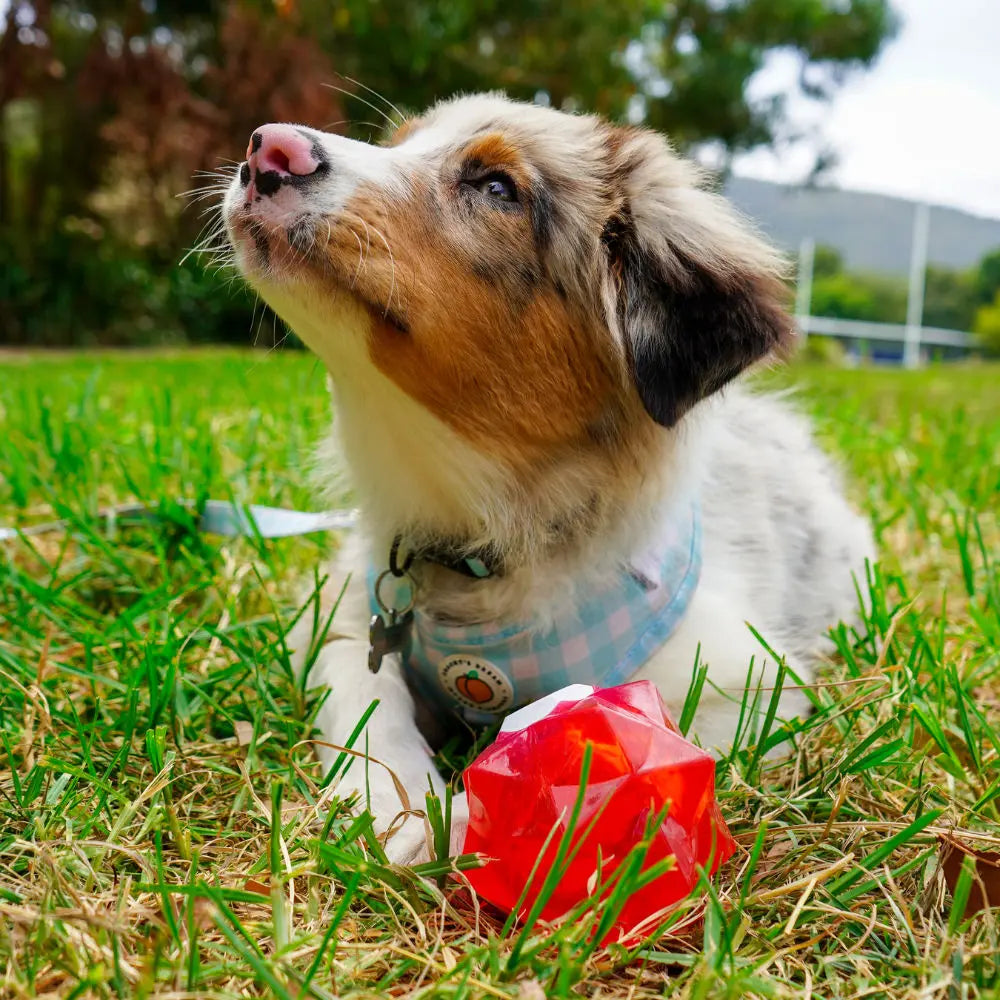 Aussie Dog Monster Treat Ball: Durable Red Rubber Enrichment Toy for Dogs
