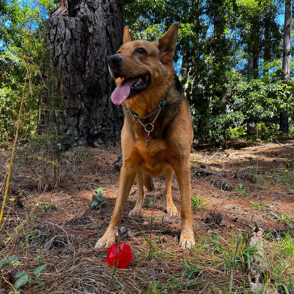 Aussie Dog Monster Treat Ball: Durable Red Rubber Enrichment Toy for Dogs