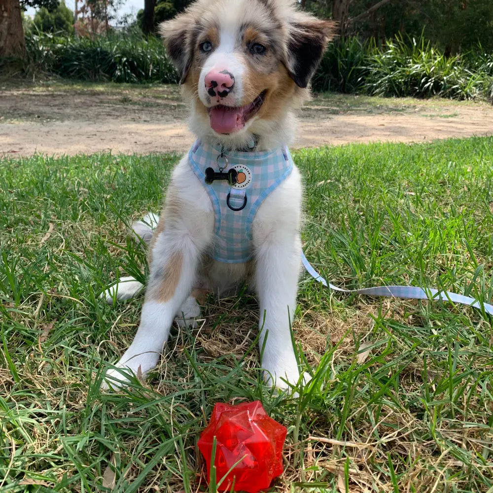 Aussie Dog Monster Treat Ball: Durable Red Rubber Enrichment Toy for Dogs