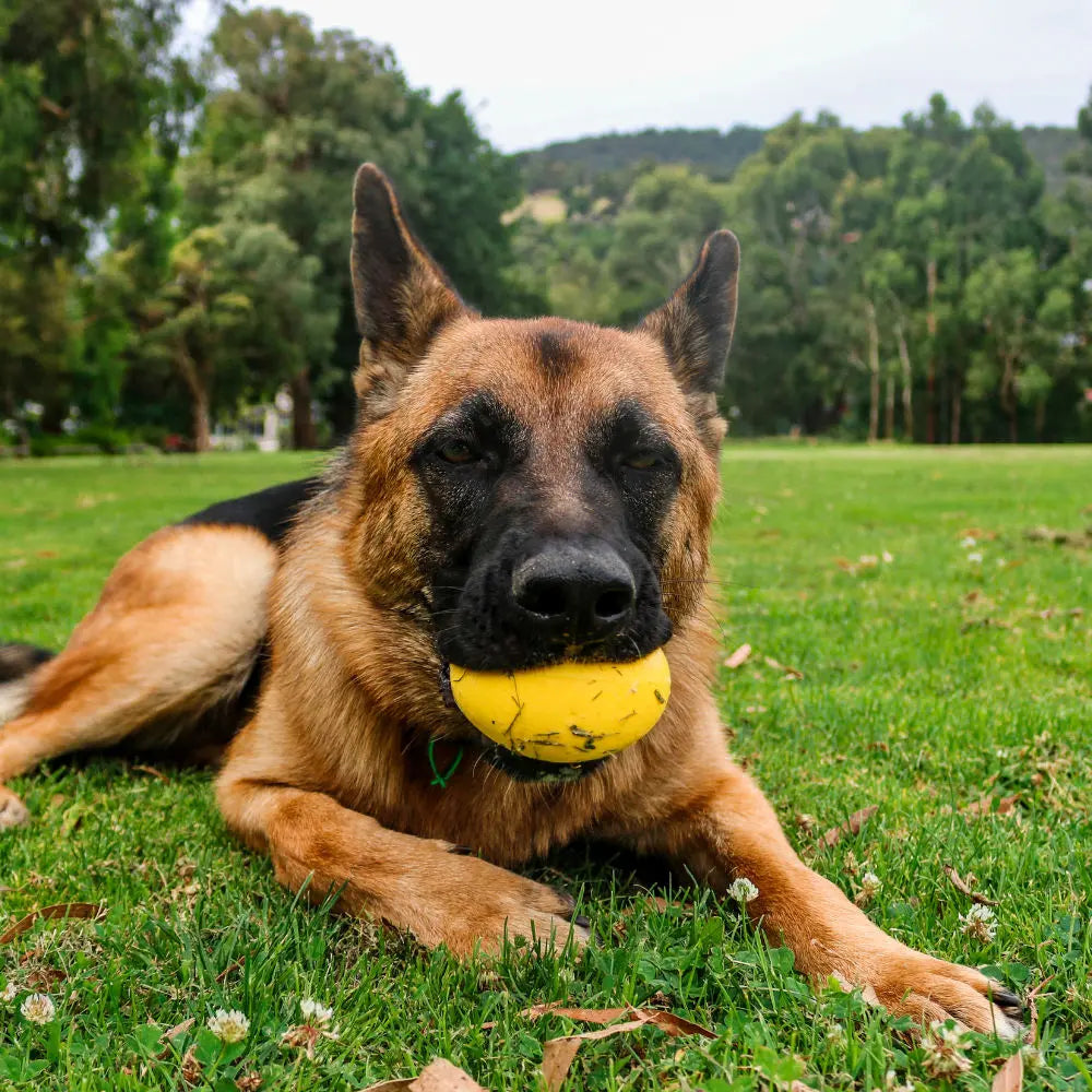 Indestructible Aussie Dog Dura Ball - Chew Proof, Lifetime Warranty, Fetch Toy