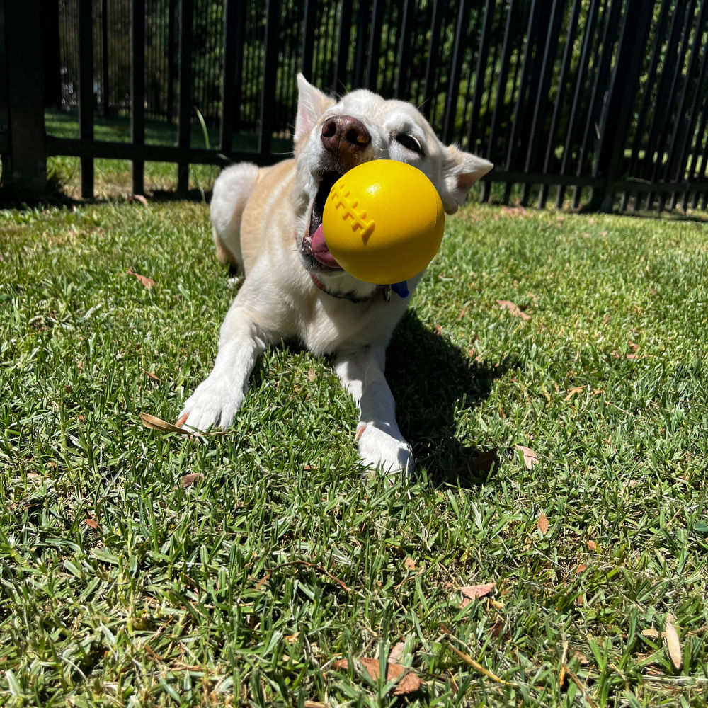 Indestructible Aussie Dog Dura Ball - Chew Proof, Lifetime Warranty, Fetch Toy