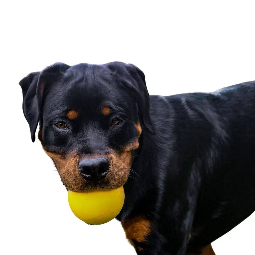 Indestructible Aussie Dog Dura Ball - Chew Proof, Lifetime Warranty, Fetch Toy