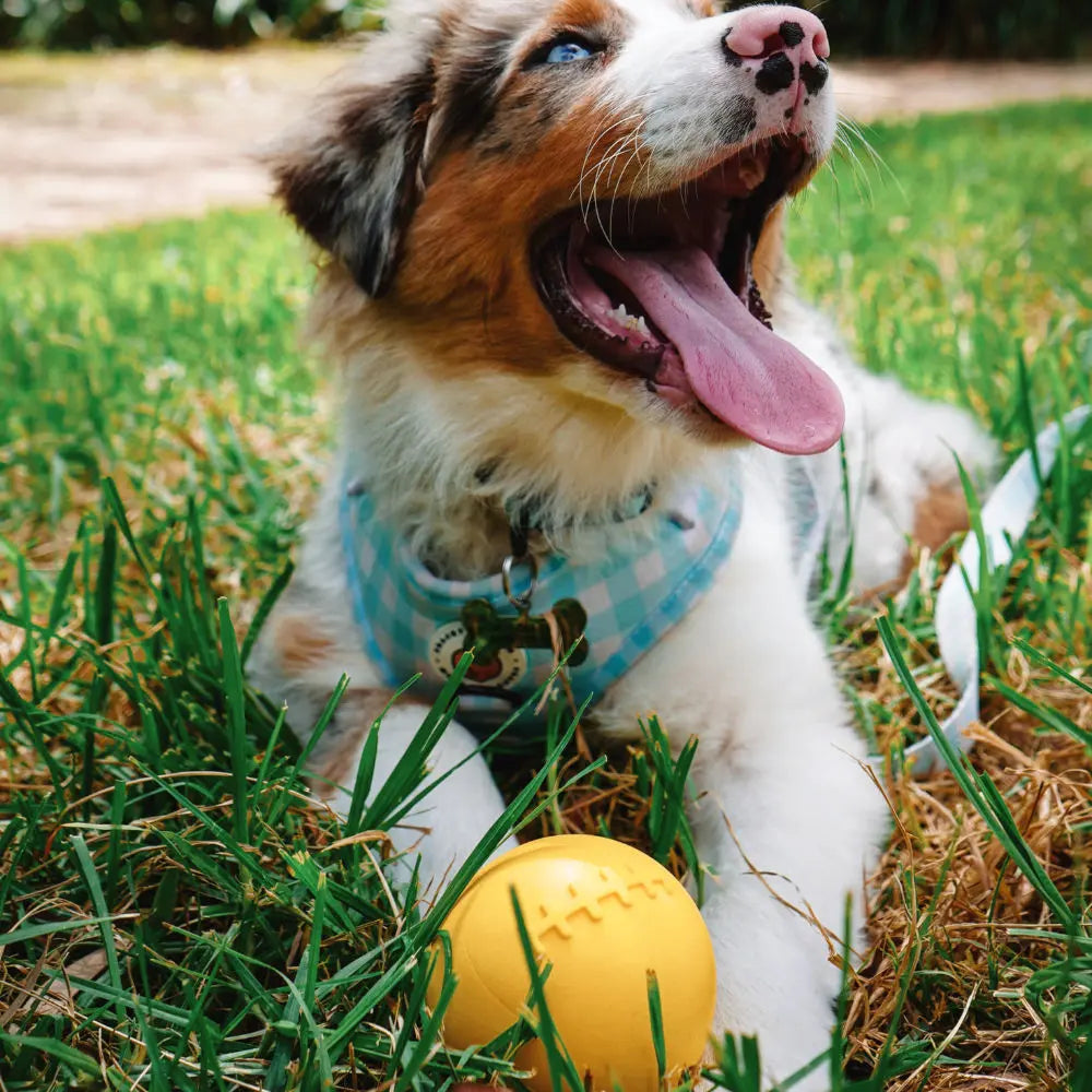 Indestructible Aussie Dog Dura Ball - Chew Proof, Lifetime Warranty, Fetch Toy